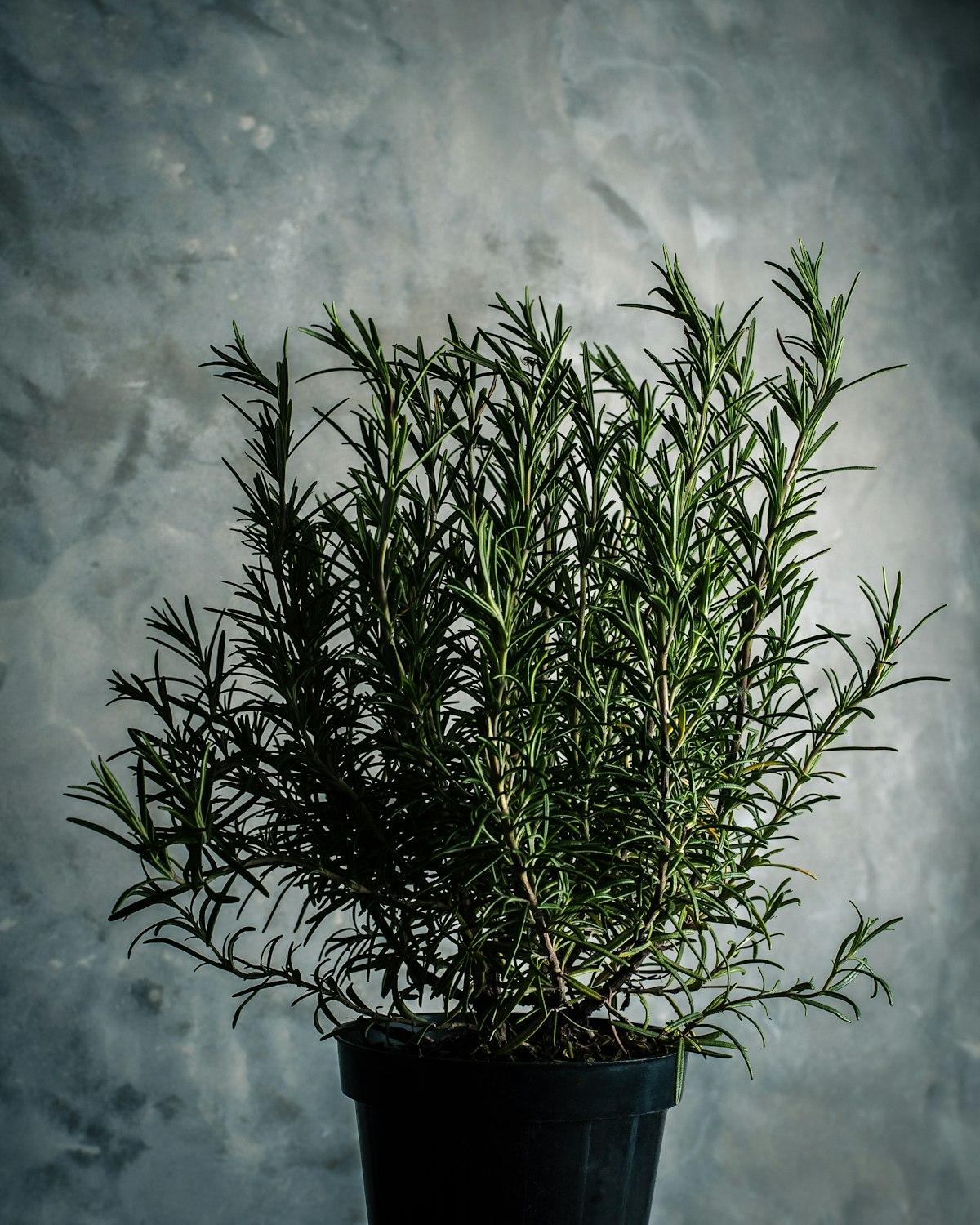 Adams & Vermont Farmers Market in Los Angeles — Fresh herbs and produce